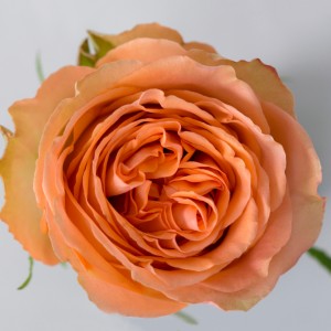 Роза Кантри Хоум | Country Home Rose