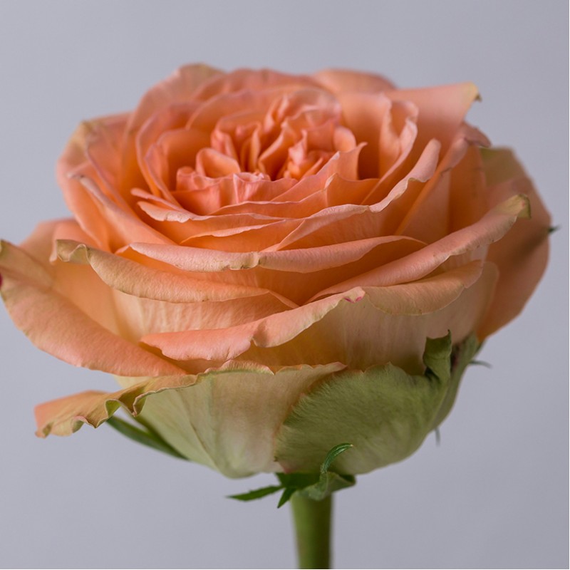 Купить персиковые розы Кантри Хоум оптом в СПб