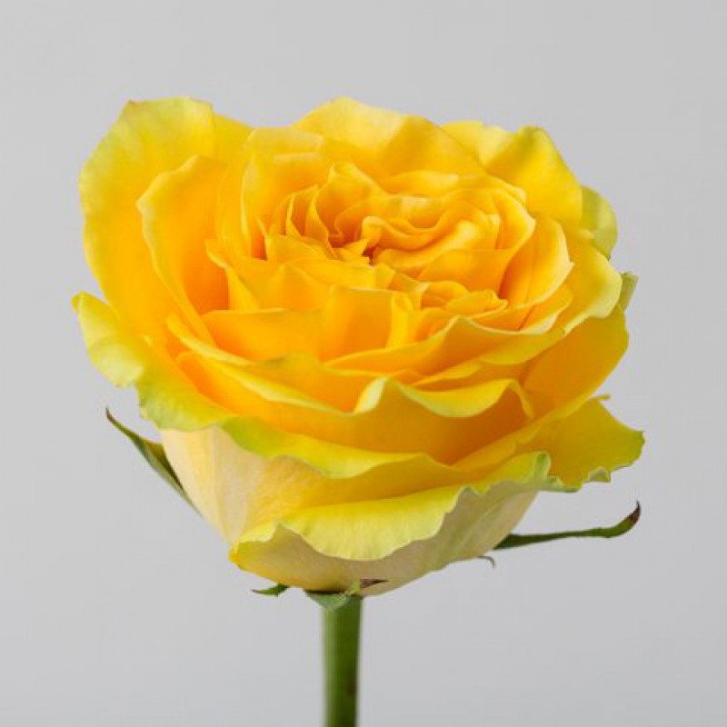 Купить желтые розы Кантри Сан в СПб недорого