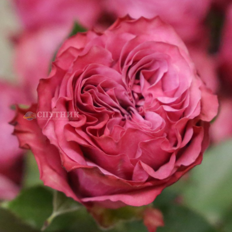 Купить розовые розы Кантри Блюза в СПб