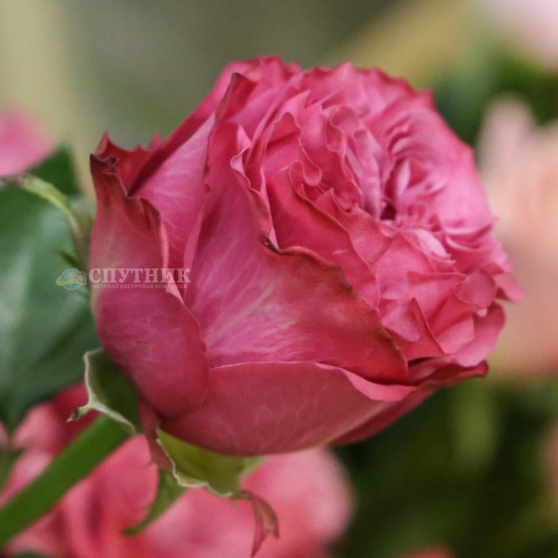 Купить розовые розы Кантри Блюза в СПб