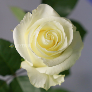 Роза Ферст Леди | First Lady Rose