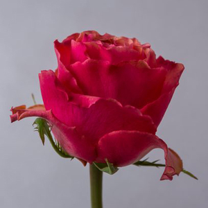 Роза Хот Карпе Дием | Hot Carpe Diem Rose