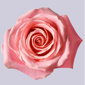 Роза Эрмоза | Hermosa Rose