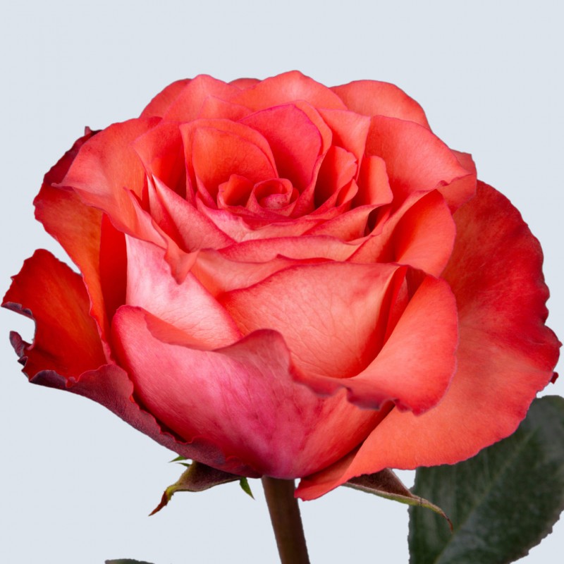 Купить розы Игуана в СПб недорого оптом и в розницу 