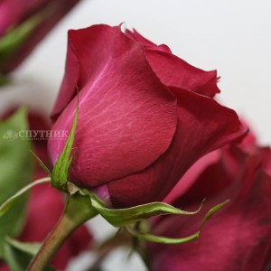 Роза Мерло | Merlot Rose