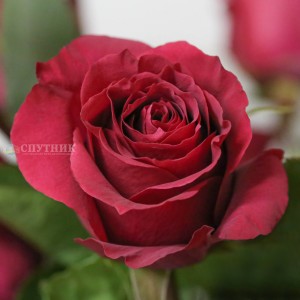 Роза Мерло | Merlot Rose