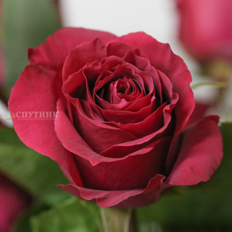 Купить бордовую розу Мерло оптом в СПб