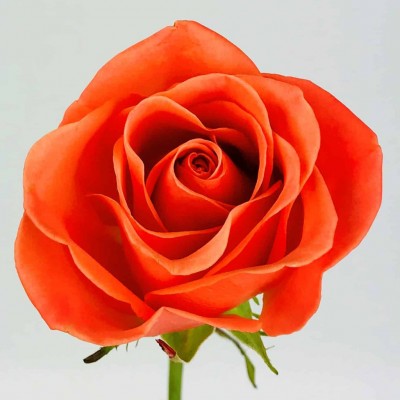 Роза Оранж Краш | Orange Crush Rose