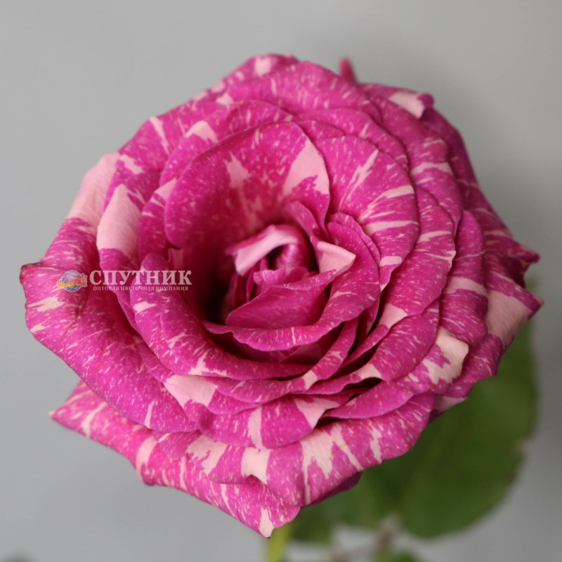 Купить розовые розы Пандора оптом и в розницу в СПб