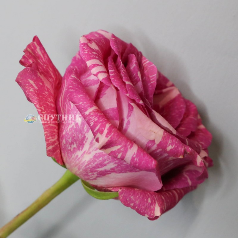 Купить розовые розы Пандора оптом и в розницу в СПб