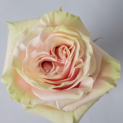 !ХИТ! Роза Пинк Мондиаль | Pink Mondial Rose
