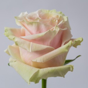 Роза Пинк Мондиаль | Pink Mondial Rose