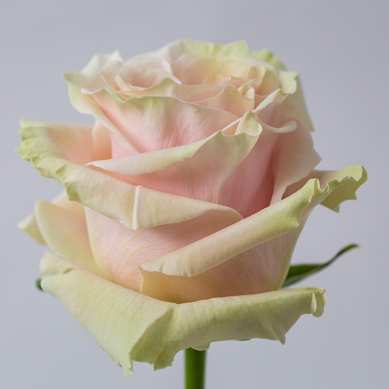 Купить розовые розы Пинк Мондиаль оптом и в розницу в СПб