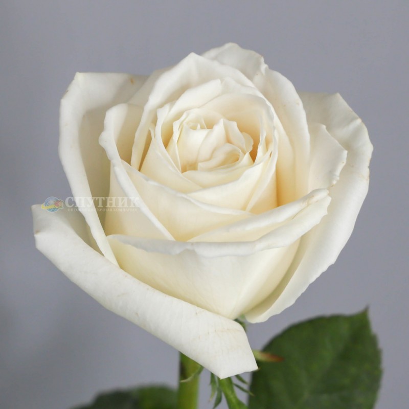 Купить белые розы Плайя Бланка оптом и в розницу в СПб