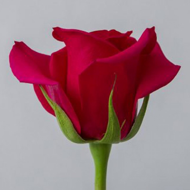Купить розы Квин Берри оптом и в розницу в СПб