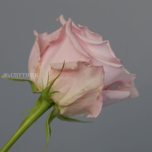Роза Свит Эскимо | Sweet Escimo Rose