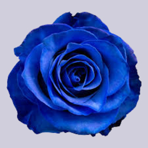 Роза синяя Тинтед Блю | Tinted Blue Rose