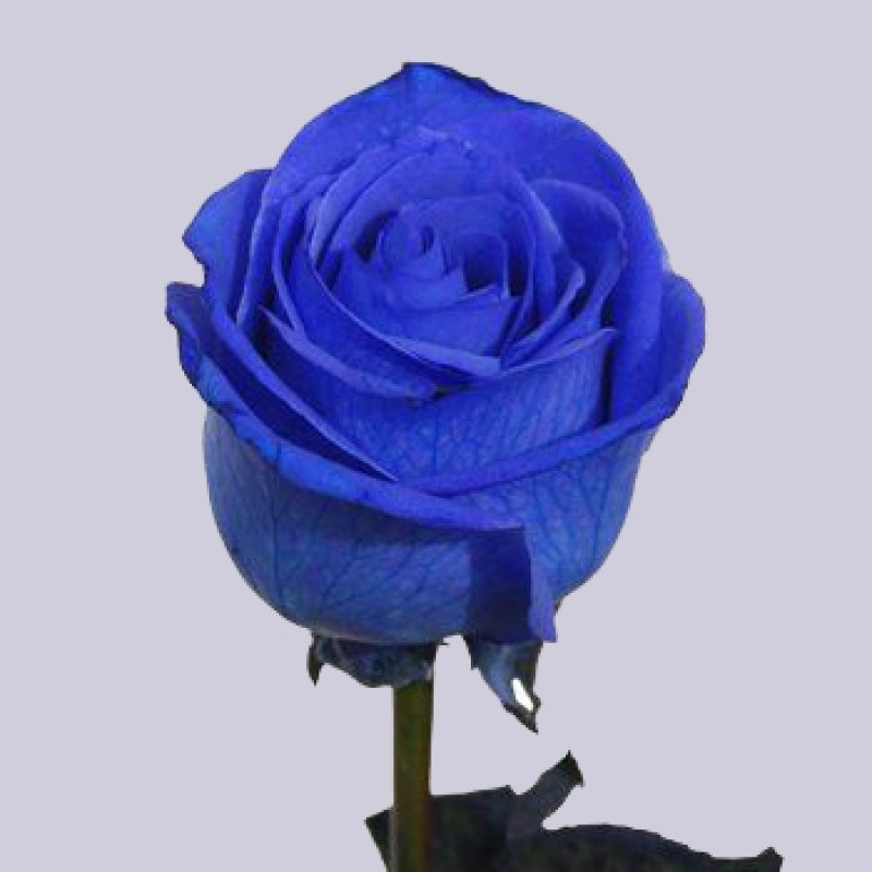 Купить синие розы оптом и розницу в СПб