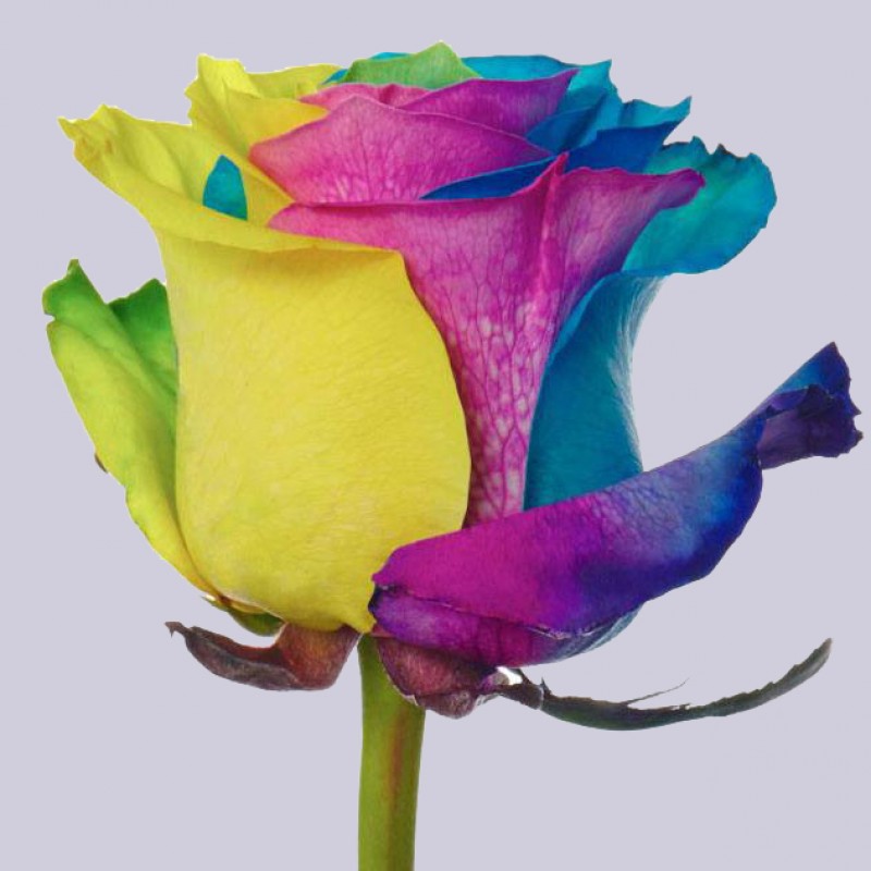 Купить радужные розы оптом и в розницу в СПб