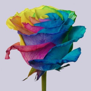 !ХИТ! Роза радужная | Tinted Rainbow Rose