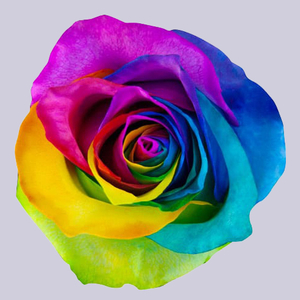 Роза радужная | Tinted Rainbow Rose