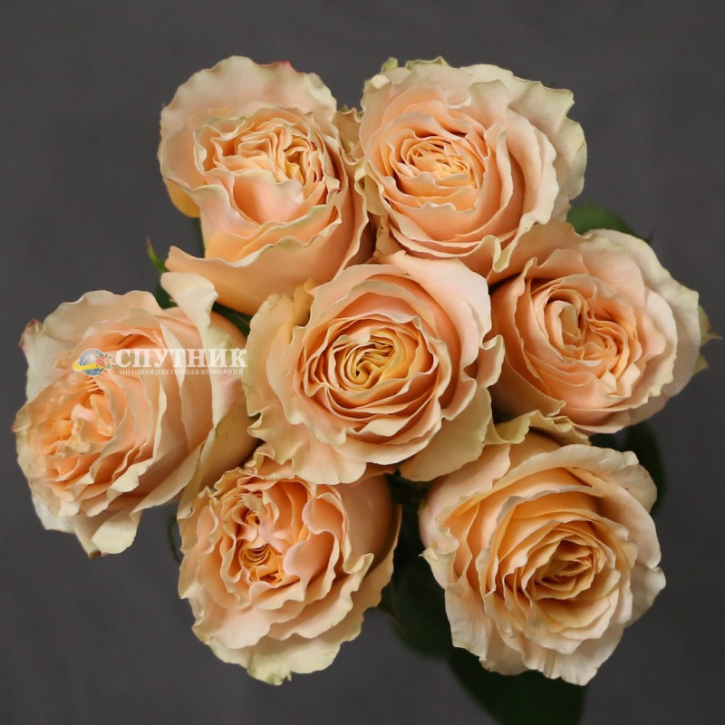 Купить розы Карпе Дием оптом и в розницу недорого в СПб