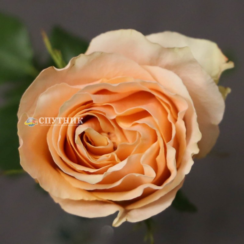 Купить розы Карпе Дием оптом и в розницу недорого в СПб