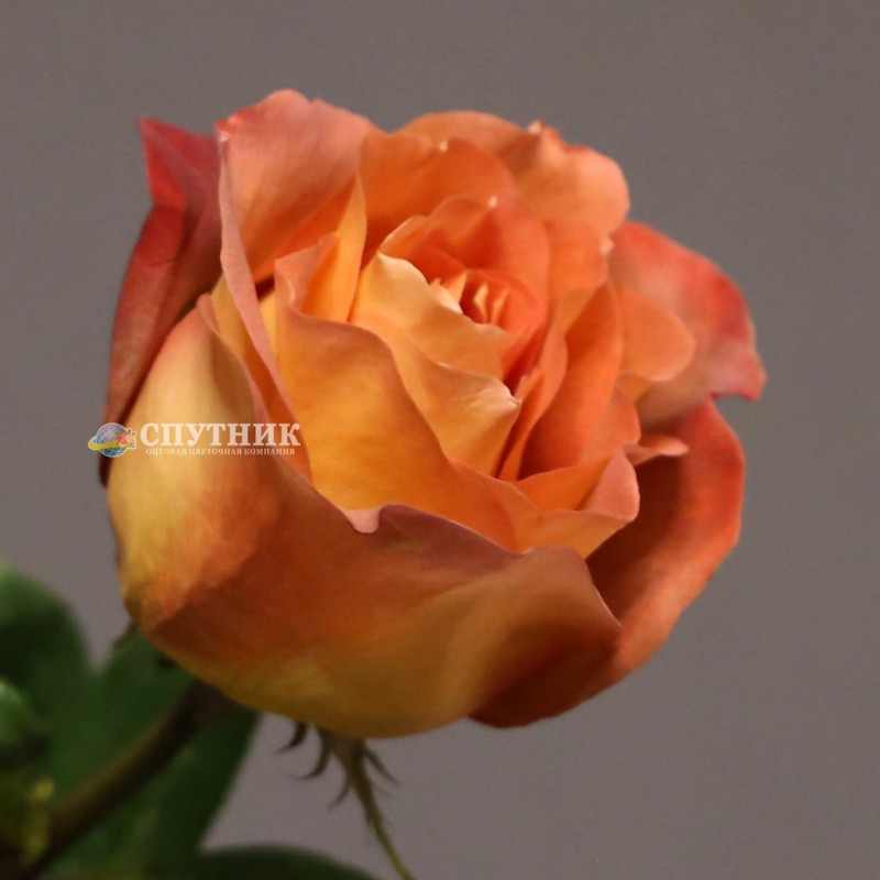 Купить розы Кофе Брейк оптом в и розницу в СПб