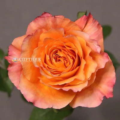 Роза Фри Спирит| Free Spirit Rose