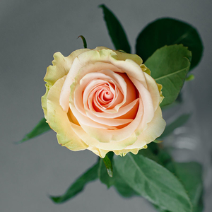 Роза Фруттето | Frutteto Rose