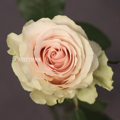 Роза Фрутетто | Frutteto Rose