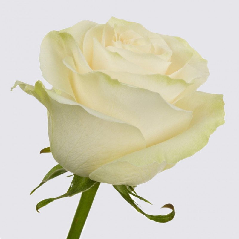 Купить белые розы Мондиаль оптом и в розницу в СПб