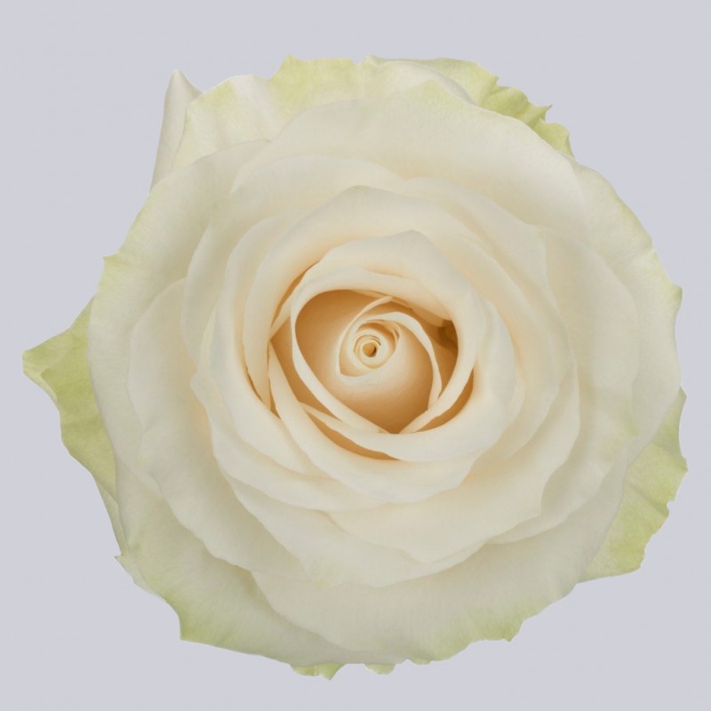 Купить белые розы Мондиаль оптом и в розницу в СПб