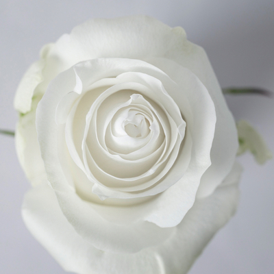 Роза Прауд | Proud Rose