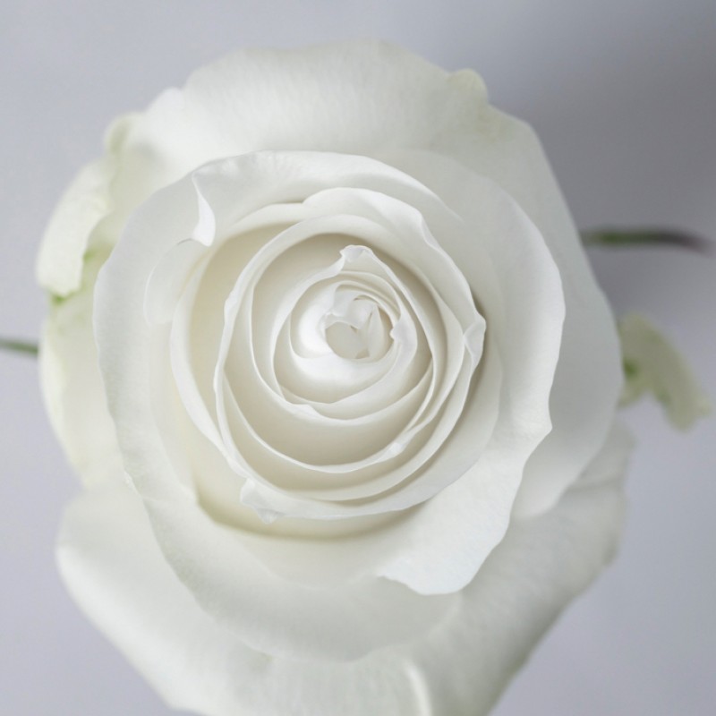 Купить белые розы Прауд оптом в СПб