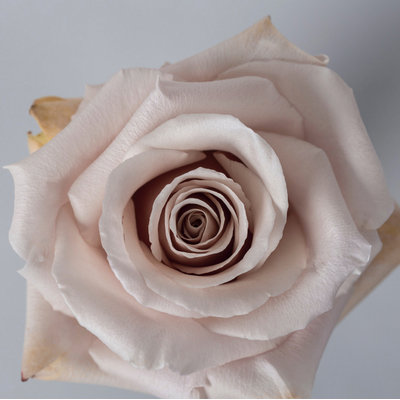 Роза Квиксенд | Quicksand Rose