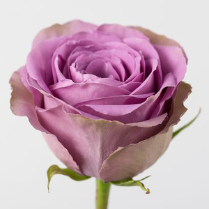 Роза Тиара | Tiara Rose