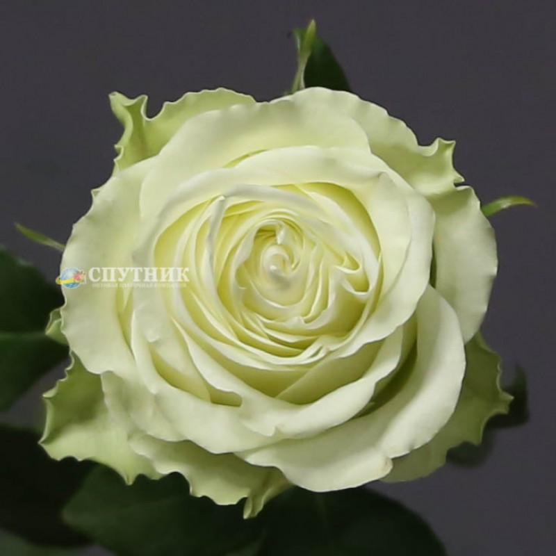 Купить розы Васаби оптом и в розницу в СПб недорого