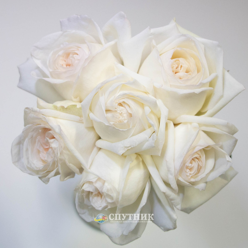 Купить белые розы Вайт Охара в СПб оптом и в розницу