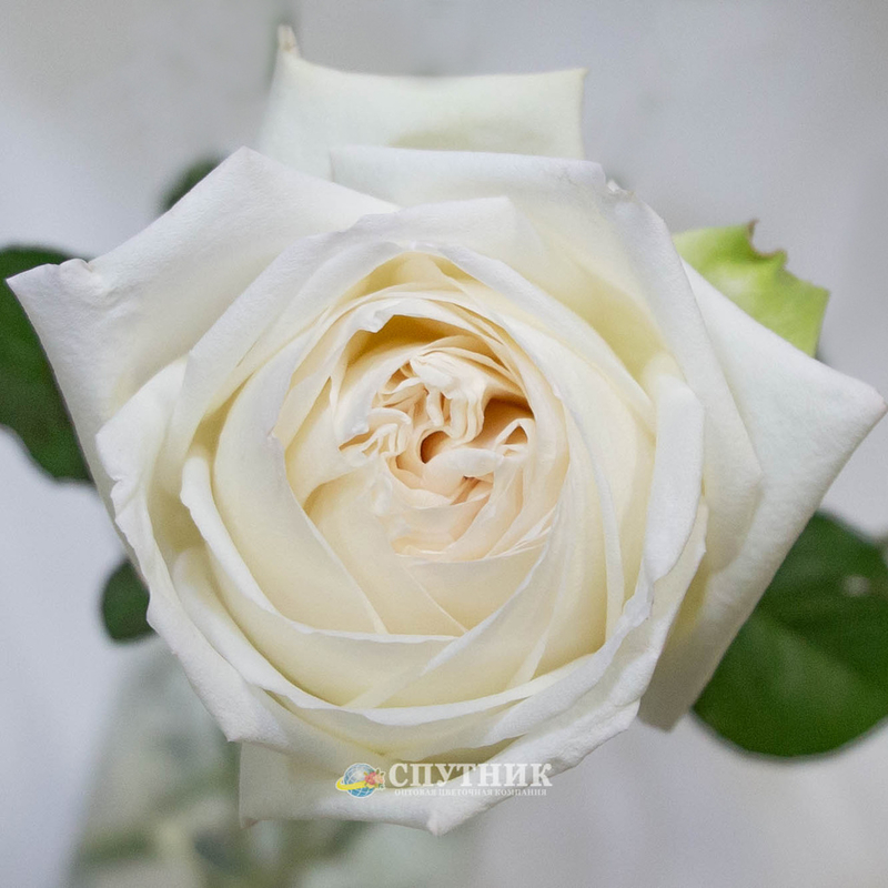 Купить белые розы Вайт Охара в СПб оптом и в розницу