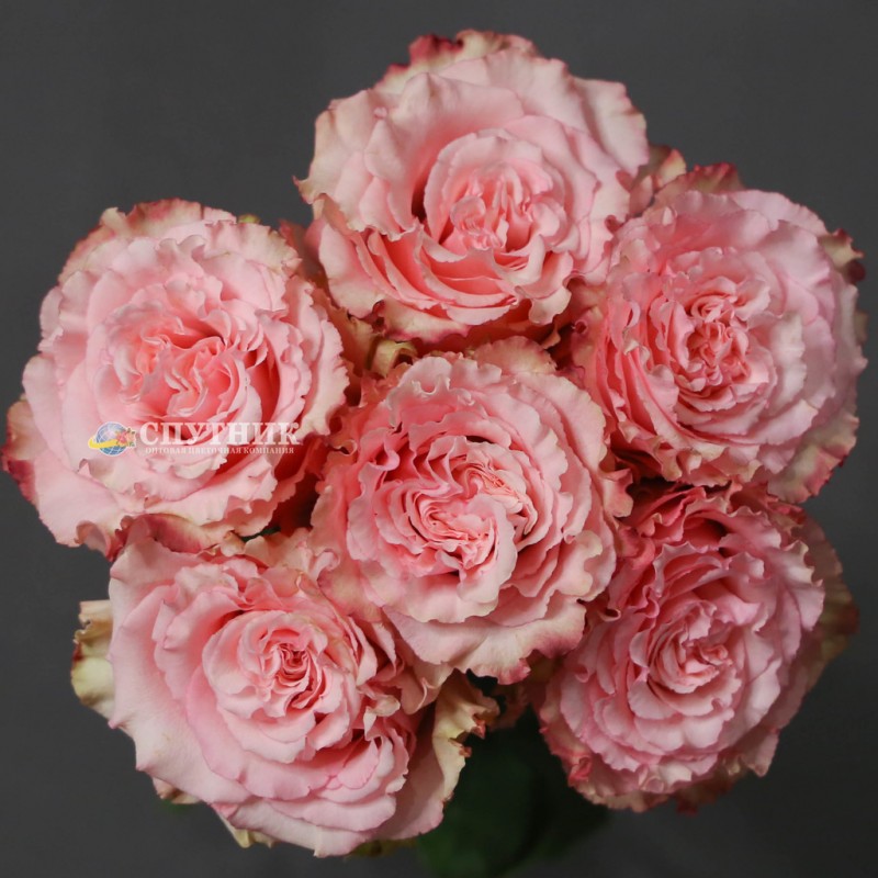 Купить розы Вайлд Эсперанса оптом ив розницу в СПб