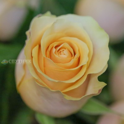Роза Нектарин | Nectarine Rose