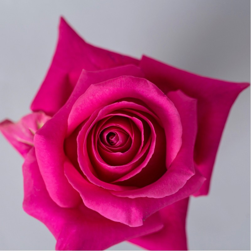 Купить розы Пинк Флойд оптом и в розницу в СПб