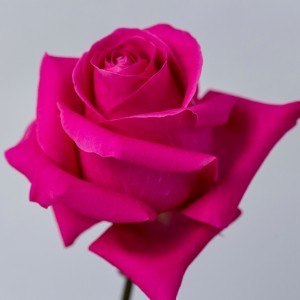 Роза Пинк Флойд | Pink Floyd Rose