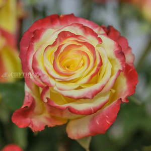 Роза Хай Мэджик | High Magic Rose