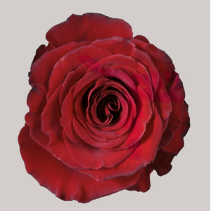 Роза Хартс | Hearts Rose