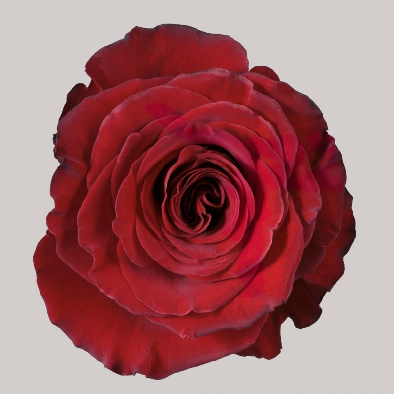 Купить бордовые розы Хартс в Спб