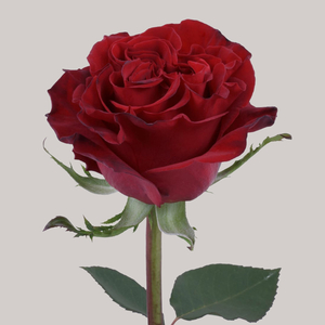 Роза Хартс | Hearts Rose