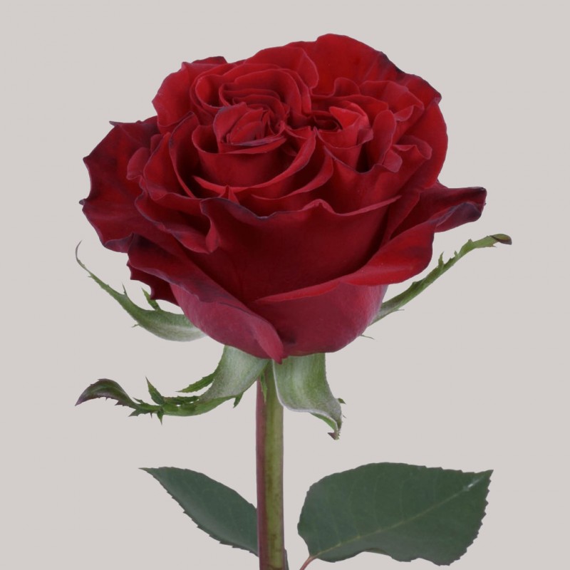 Купить бордовые розы Хартс в Спб